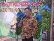Kang Bupati Sugiri Panen Pisang Cavendish di Desa Turi Jetis
