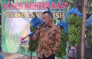 Kang Bupati Sugiri Panen Pisang Cavendish di Desa Turi Jetis