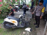 Pohon di Ngumpul, Balong, Tumbang Saat Hujan Angin, Timpa 1 Pemotor