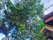 Cari Pakan Ternak, Warga Besuki, Sambit, Meninggal Dunia Tersengat Listrik