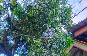 Cari Pakan Ternak, Warga Besuki, Sambit, Meninggal Dunia Tersengat Listrik