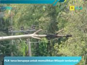 PLN: Listrik Padam Wilayah Kecamatan Balong Akibat Pohon Roboh, Bukan Sengaja