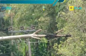 PLN: Listrik Padam Wilayah Kecamatan Balong Akibat Pohon Roboh, Bukan Sengaja