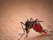 Sembilan Warga Terindikasi Terjangkit Chikungunya, Adem Panas, Nyeri Sendi, Desa Bulu Lor, Jambon