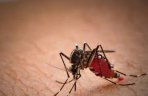 Sembilan Warga Terindikasi Terjangkit Chikungunya, Adem Panas, Nyeri Sendi, Desa Bulu Lor, Jambon