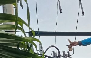 Gara-gara Bajing Sekering PLN di Desa Karanglo Kidul, Jambon, Meledak, Listrik Padam