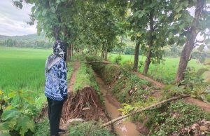 Hujan 5 Jam, Bencana Talud Jebol di Desa Karanglo Kidul, Jambon, Sawah Tergenang Air