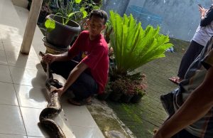 Geger, Ular Piton Berukuran 3 Meter Muncul di desa Siwalan, Mlarak, Mangsa Ayam, Ditangkap Warga