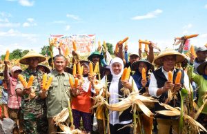 Gubernur Khofifah & Bupati Sugiri Panen Jagung Reog 234 Inovasi Petani Ponorogo