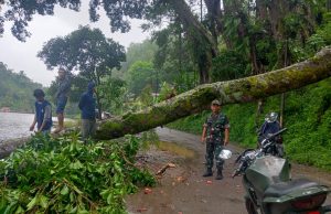 Dua Pohon Karet Roboh, Selingkar Ngebel Sempat Tertutup