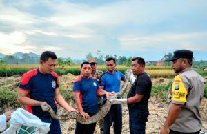 Ular Piton Sepanjang 4 Meter Hebohkan Petani di Pintu Sampung