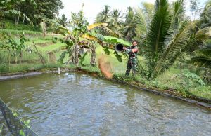 Babinsa Kreatif Sukses Usaha Ternak Lele