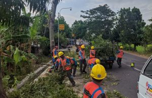 Terus Berkomitmen Menjaga Keandalan Listrik, PLN Lakukan Pemeliharaan Jaringan “Gropyok Penyulang Sempurna Row”