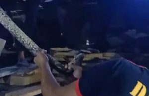 Ngeri, Piton 5 Meter Sembunyi di Atap Rumah Warga Kupuk