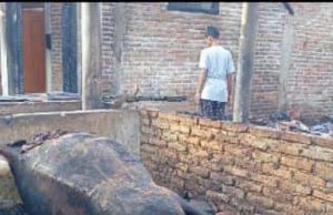 Kebakaran Lahap Rumah, Dapur, Kandang & Sapi Ikut Mati Terpanggang