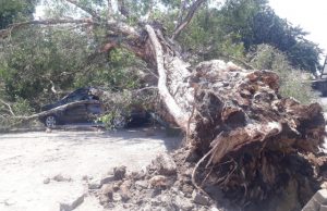 Akar Lapuk, Pohon Kayu Putih di Dinas PU-PKP Tumbang Timpa 2 Mobil Panther