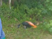 Heboh, Pencari Rumput di Blembem Meninggal Dunia dalam Posisi Sujud