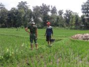 Prajurit TNI Bantu Pemupukan Padi