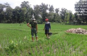 Prajurit TNI Bantu Pemupukan Padi