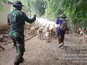 Peltu Bambang Prajurit yang Sukses Ternak Domba Mencapai 450 Ekor