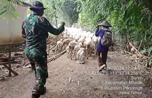Peltu Bambang Prajurit yang Sukses Ternak Domba Mencapai 450 Ekor
