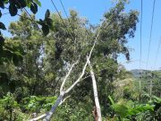 Tingkatkan keandalan jaringan listrik, PLN UP3 Ponorogo Lakukan Program Gropyok Penyulang Sempurna ROW