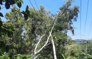 Tingkatkan keandalan jaringan listrik, PLN UP3 Ponorogo Lakukan Program Gropyok Penyulang Sempurna ROW