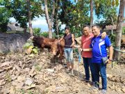 Bupati Sugiri Qurban 11 Sapi, 9 Ekor Dibagikan Ke Parpol
