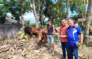 Bupati Sugiri Qurban 11 Sapi, 9 Ekor Dibagikan Ke Parpol