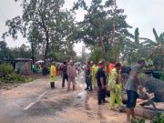 Hujan, Trembesi Raksasa Tumbang Lumpuhkan Jalan Raya Mlarak-Sambit