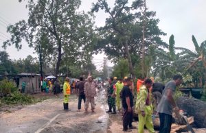 Hujan, Trembesi Raksasa Tumbang Lumpuhkan Jalan Raya Mlarak-Sambit