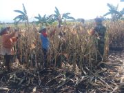 Ketika Babinsa Kodim Ponorogo Dampingi Panen Jagung