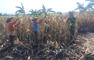 Ketika Babinsa Kodim Ponorogo Dampingi Panen Jagung