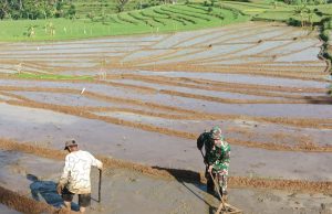 Ketika Prajurit TNI Ponorogo Terjun ke Sawah Bantu Olah Lahan Petani