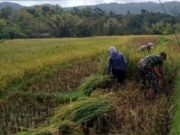 Ketika Prajurit TNI Ponorogo Turut ‘Dereb’ Padi di Sawah