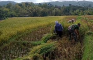 Ketika Prajurit TNI Ponorogo Turut ‘Dereb’ Padi di Sawah
