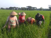 Ketika Prajurit TNI Bantu Petani ‘Matun’ di Jetis Ponorogo