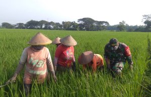 Ketika Prajurit TNI Bantu Petani ‘Matun’ di Jetis Ponorogo