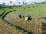 Prajurit TNI Ponorogo Bantu Petani Penyiangan Padi