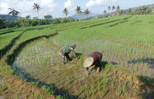 Prajurit TNI Ponorogo Bantu Petani Penyiangan Padi