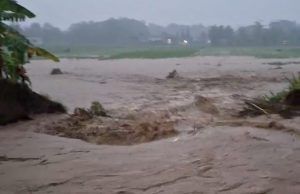 Tanggul Jebol, Puluhan Hektar Sawah di Bringinan, Jambon Terendam Banjir