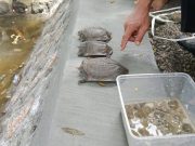 Desa Bringinan, Inovasi Perdes Pelestarian Lingkungan dan Peningkatan Wisata Desa