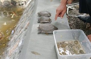 Desa Bringinan, Inovasi Perdes Pelestarian Lingkungan dan Peningkatan Wisata Desa