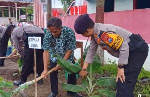 Barno: Gerakan Tanam Pisang Cavendish di Desa Bringinan, Solusi Bayar PBB, Ketahanan Pangan dan Gizi