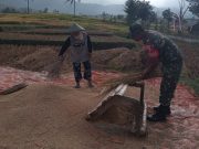 Prajurit TNI Ponorogo Panen Padi Sistem Tradisional