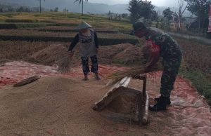 Prajurit TNI Ponorogo Panen Padi Sistem Tradisional