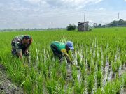 Han Pangan, Prajurit TNI Ponorogo Bantu Matun Gulma Padi