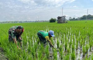 Han Pangan, Prajurit TNI Ponorogo Bantu Matun Gulma Padi