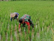 Babinsa Kodim Ponorogo Bantu Petani Penyiangan Gulma Tanaman Padi
