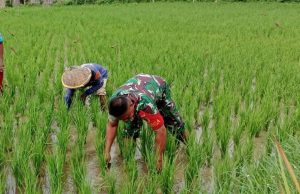 Babinsa Kodim Ponorogo Bantu Petani Penyiangan Gulma Tanaman Padi